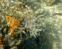Macrorhynchia philippina