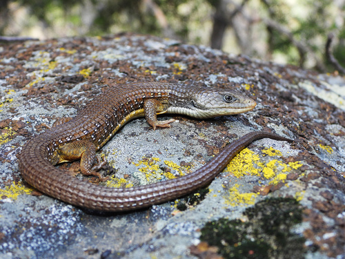 Sierra Alligator Lizard (Subspecies Elgaria coerulea palmeri