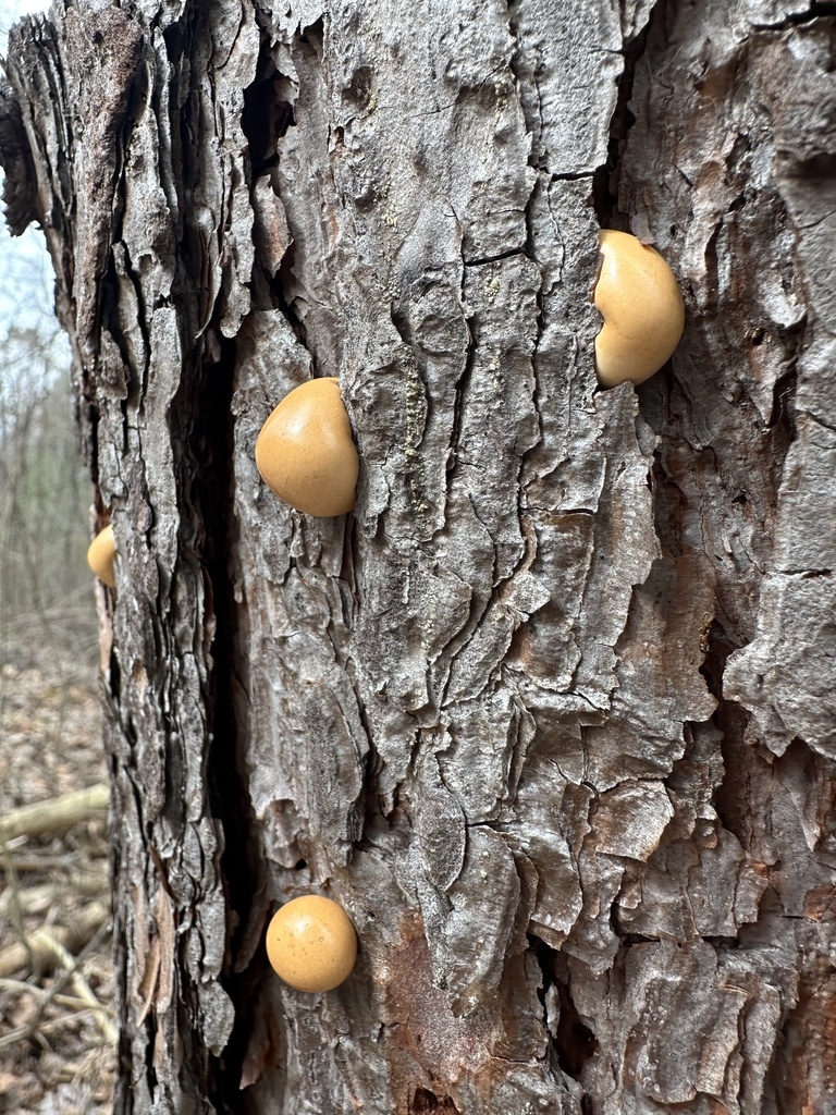 Cryptoporus volvatus · April 2026 · photo: © joy4birds (iNaturalist, cc0)