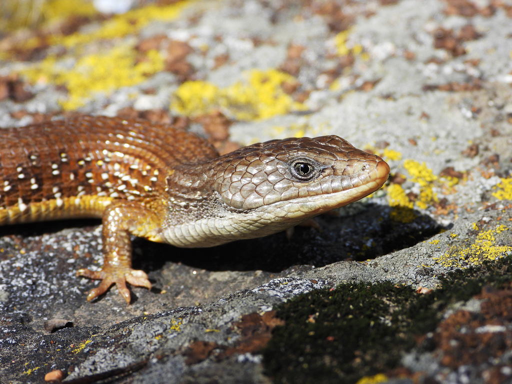 Sierra Alligator Lizard (Subspecies Elgaria coerulea palmeri