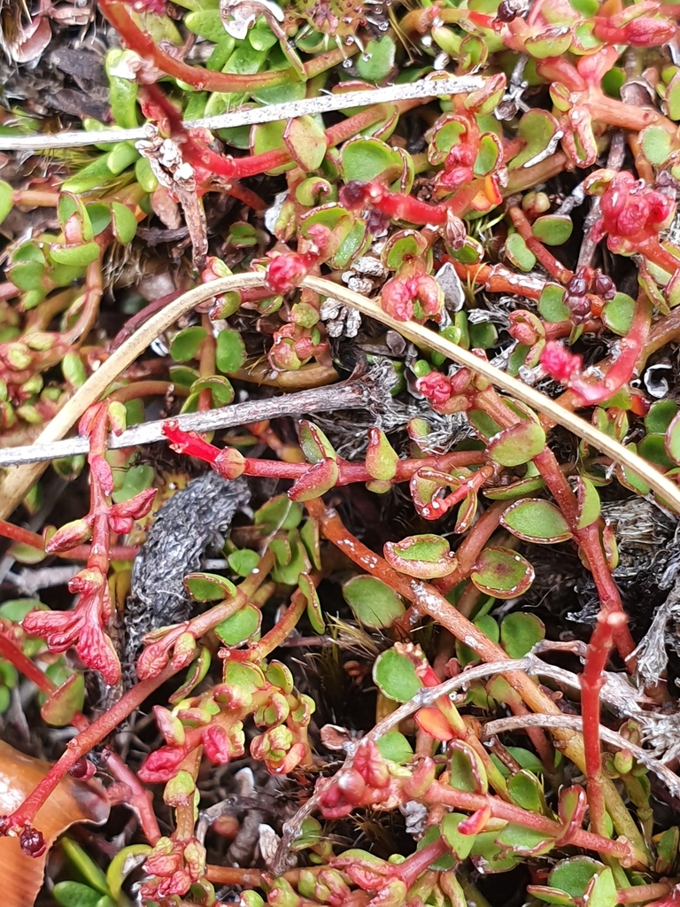 creeping raspwort (Flora on K'gari) · iNaturalist