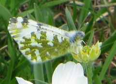 Euchloe simplonia
