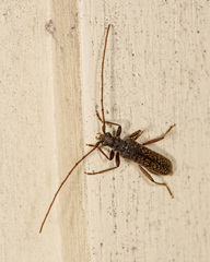 Phlyctaenodes pustulata