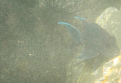 Microspathodon dorsalis image