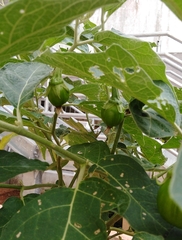 Solanum aethiopicum