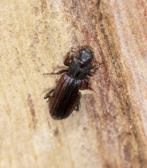 Ascetoderes vittatus