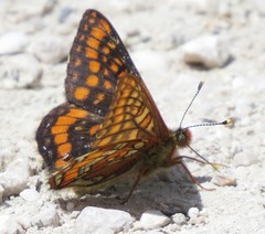 Euphydryas intermedia