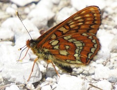 Euphydryas intermedia