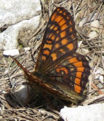 Euphydryas intermedia