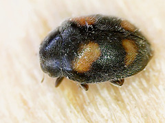 Nephus quadrimaculatus