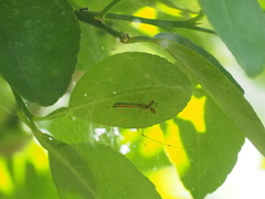 Tetragnatha hasselti