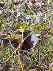 Ranunculus gracilipes