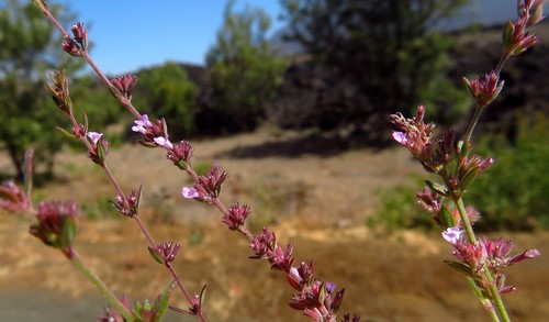 Cape Verde Island Whitweed (Micromeria forbesii)