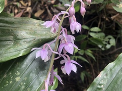 Calanthe aristulifera