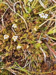 Euphrasia dyeri