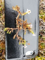 Euphrasia dyeri