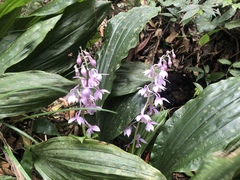Calanthe aristulifera