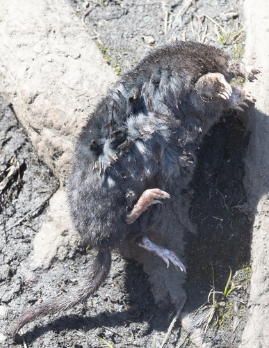 Star-nosed Mole observed by jforbes