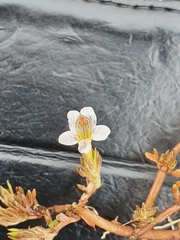 Euphrasia dyeri