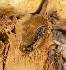 Rhagigaster scalae