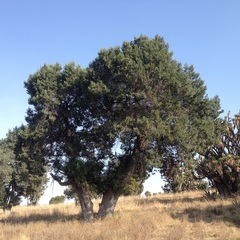 Juniperus deppeana deppeana