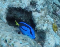 Paracanthurus hepatus