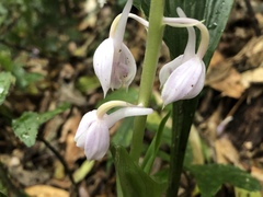 Calanthe aristulifera