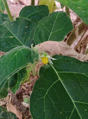 Solanum aethiopicum