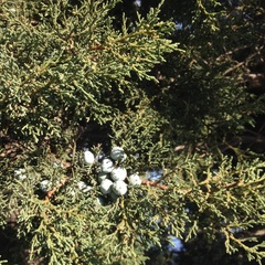 Juniperus deppeana deppeana