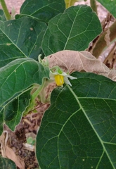 Solanum aethiopicum