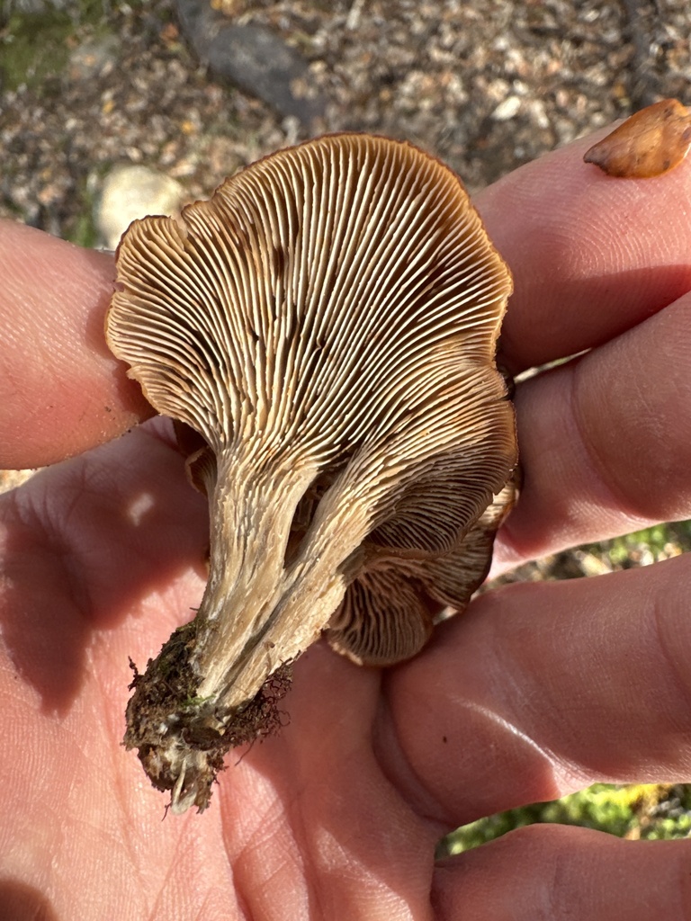Lentinellus crawfordiae