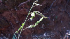 Desmodium ospriostreblum