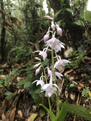 Calanthe aristulifera