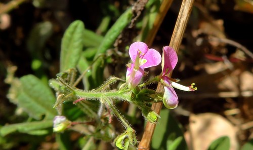 Desmodium ospriostreblum · iNaturalist
