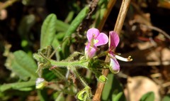 Desmodium ospriostreblum