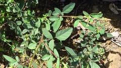Desmodium ospriostreblum