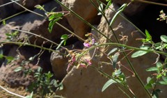 Desmodium ospriostreblum