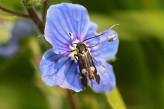 Cauchas leucocerella