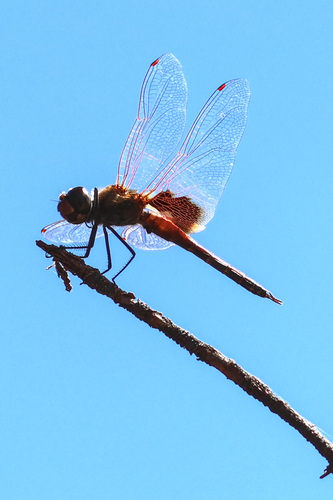 Common Glider