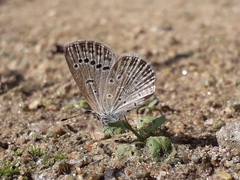 Pseudozizeeria maha