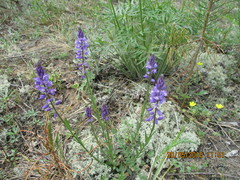Polygala wolfgangiana