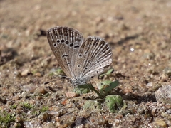 Pseudozizeeria maha