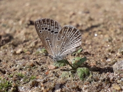 Pseudozizeeria maha