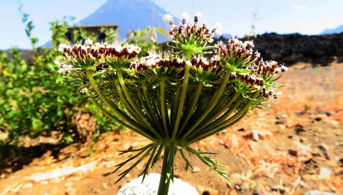 Daucus carota subsp. tenuissimus image