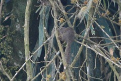 Heliosciurus rufobrachium