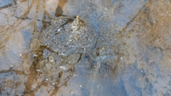 Rana latastei