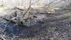 Rana latastei