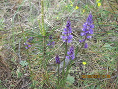 Polygala wolfgangiana