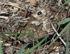 Hipparchia blachieri