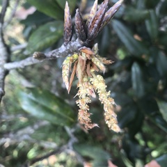 Quercus sessilifolia